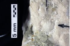 Foto (Detailansicht) von ? Abyssophthalmus sp. (NHMW-GEO-1990-0041-0207)